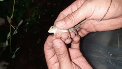 Anolis serranoi