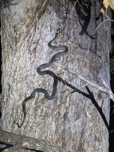 Pale-headed Snake sighting