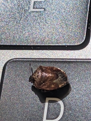 Cosmopepla intergressa