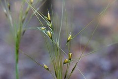 Piptochaetium avenaceum