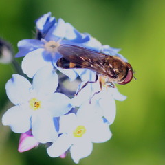 Platycheirus scutatus