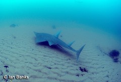 Rhynchobatus australiae