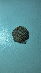 Aequipectinini