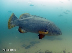 Epinephelus lanceolatus