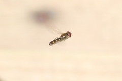 Platycheirus scutatus