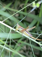 Conocephalus semivittatus