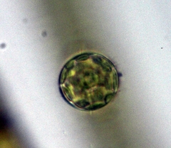Thalassiosirales