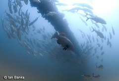 Epinephelus lanceolatus