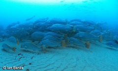 Argyrosomus japonicus