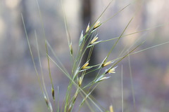 Piptochaetium avenaceum