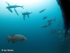 Epinephelus lanceolatus
