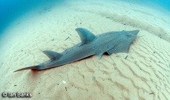 Rhynchobatus australiae