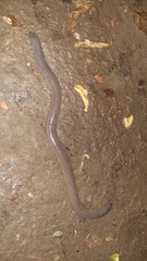 Dermophis mexicanus