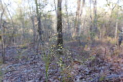 Piptochaetium avenaceum