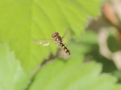 Platycheirus scutatus