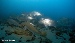 Argyrosomus japonicus