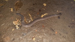 Dermophis mexicanus