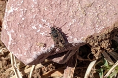 Sphragisticus nebulosus