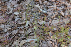 Piptochaetium avenaceum