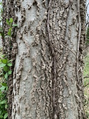 Celtis occidentalis