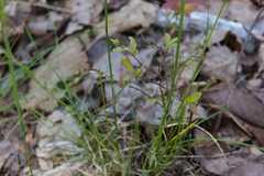 Piptochaetium avenaceum