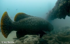 Epinephelus lanceolatus