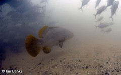 Epinephelus lanceolatus