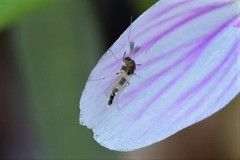 Cricotopus bicinctus