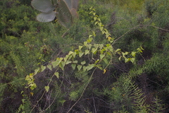 Scutia spicata