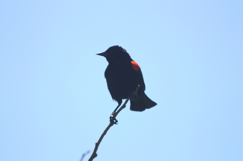 Agelaius phoeniceus