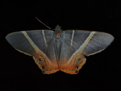 Opisthoxia hybridata