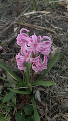 Hyacinthus