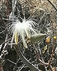 Pseudobombax palmeri