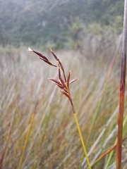 Netrostylis capillaris