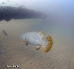 Epinephelus lanceolatus