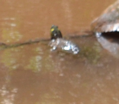 Graptemys ouachitensis