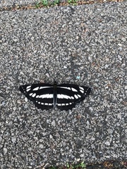 Neptis sappho intermedia