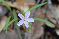 Cricotopus bicinctus