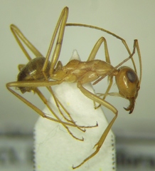 Myrmecocystus mexicanus