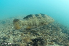 Epinephelus coioides