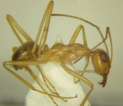 Myrmecocystus mexicanus