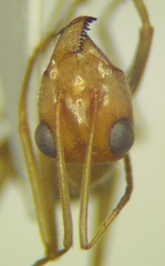 Myrmecocystus mexicanus