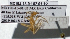 Myrmecocystus mexicanus