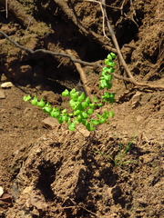 Adiantum jordanii image