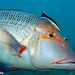 Lethrinus - Photo (c) Ian Banks, some rights reserved (CC BY-NC), uploaded by Ian Banks