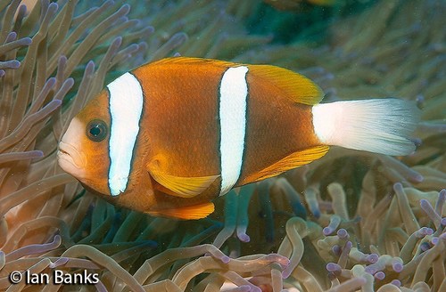 Photo of Barrier Reef Clownfish (Amphiprion akindynos)