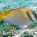 Barred Rabbitfish - Photo (c) Ian Banks, some rights reserved (CC BY-NC), uploaded by Ian Banks