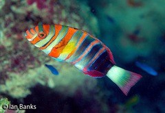 Harlequin Tuskfish photo 5