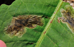 Pegomya bicolor