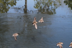 Calidris fuscicollis